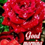 Good Morning Flowers My Love