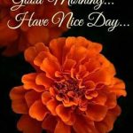 Good Morning Quotes With Beautiful Flowers