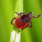 How Long Can You Live With Lyme Disease Untreated